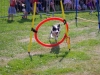 dog-going-through-the-hoop