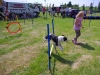 markree-dog-agility-with-lough-bo-boarding-kennels-who-sponsored-the-2013-dog-and-cat-competitions