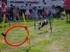 markree-dog-heading-for-the-hoop
